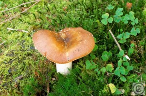 Bruine sparrenrussula.jpg